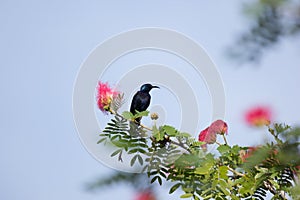 Small bord on Pink flower Powder Puff or Head Powder Puff