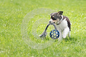 Small Border Collie puppy dog is playing with a blue ball on a meadow