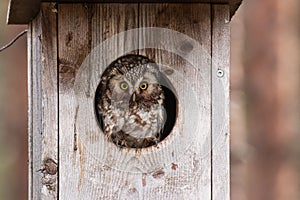 Boreal owl standing alertly on the doorstep of a nesting bog in Finnish taiga forest photo