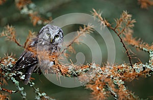 Small Boreal owl in the autumn larch forest in central Europe