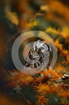 Small Boreal owl in the orange larch forest in cetral Europe