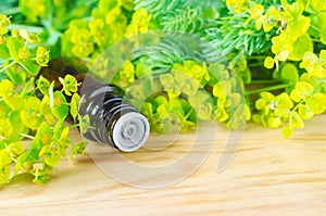 Small bottle of euphorbia cyparissias, cypress spurge extract (Milkweed herbal tincture, infusion, oil). Aromatherapy