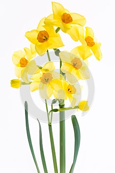 Small bouquet of daffodils isolated on the white background. Flo