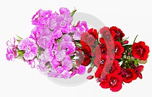 A small bouquet of fine Burgundy spray carnations isolated on white