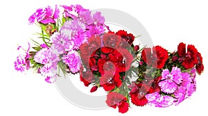 A small bouquet of fine Burgundy spray carnations isolated on white