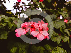 Small bouquet of flowers in the middle of a bush