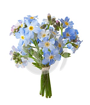 Small bouquet of Forget-me-nots isolated on white background