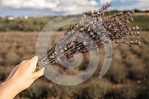 Small bouquet of lavender on cut lavender and lavender field