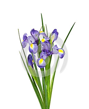 Small bouquet of purple iris flowers and buds isolated