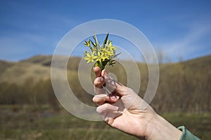 Small bouquet spring yellow flowers in hand.