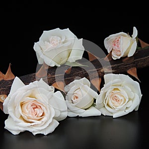 Small bouquet of white roses on thorny branches on a black background