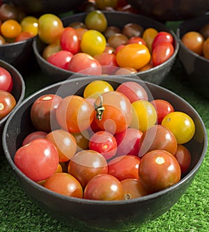 Small bowl of colorful Cherry tomatoes