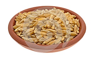 Small bowl filled with Khorasan wheat
