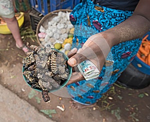 Small bowl of roasted mopane caterpillar, Gonimbrasia belina at the market in livingstone, zambia
