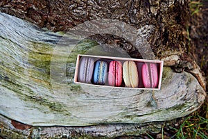Small box with assorted colorful macaroons on the tree.