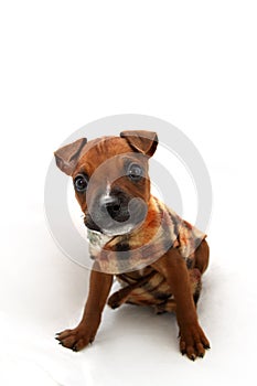 Small Boxer Dog Puppy Wearing a Jersey