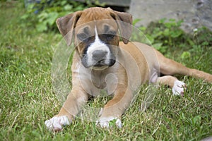 Small Boxer Puppy laying in the grass.
