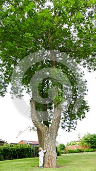 Small boy and Big Tree