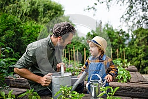 Small boy with father gardening on farm, growing organic vegetables.