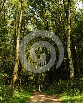 Small boy in forest