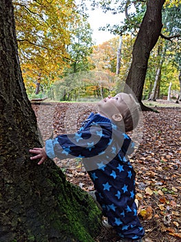 A small boy gazes up the trunk of a tree