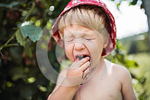 Small boy with a hat standing outdoors in garden in summer, eating sour blackberries.