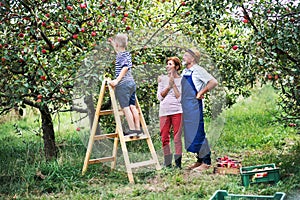 A small boy with his gradparents picking apples in orchard.