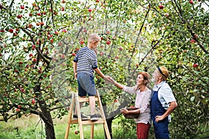 A small boy with his gradparents picking apples in orchard.