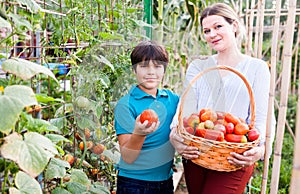 Small boy with mother holding basket with harvest of tomatoes in garden