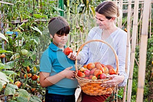 Small boy with mother holding basket with harvest of tomatoes in garden