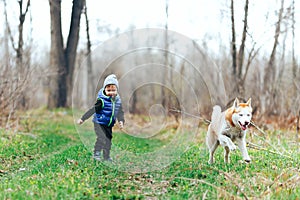 Small boy play with red Siberian Husky in grass field. Kid with dog in the spring forest