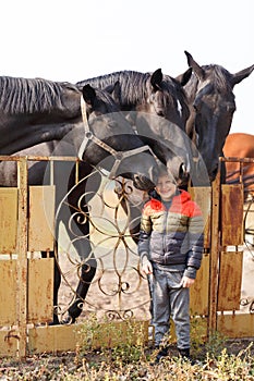 A small boy stands near black horses. Outdoors.