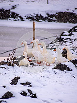 Small brace of American Pekin ducks standing on rocks covered with snow at the farm