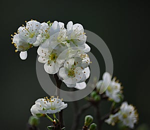 Small branch with plum blossoms