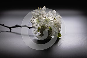 A small branch of blooming plum on a dark background. Monochrome. The concept of fragility and rebirth