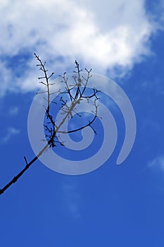 Small branch and blue sky with clouds at the winter