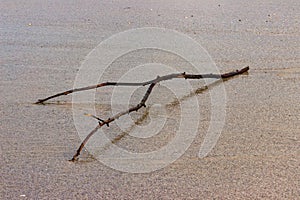 A small branch cast up on the beach.