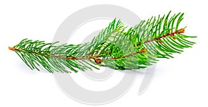 Small branch of Christmas tree