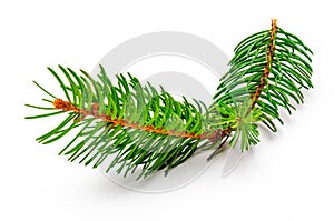 Small branch of Christmas tree