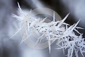 Small branch covered with hoarfrost