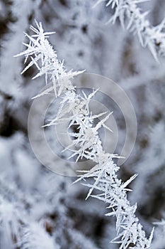 Small branch covered with hoarfrost