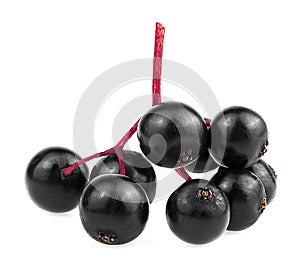 Small branch of fresh black elderberry fruit isolated on white background. Healing berries of Sambucus. European elderberry