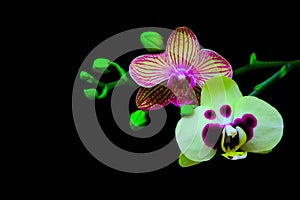 Small branch of golden pink and pale green phalaenopsis orchids on black background