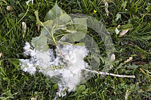 Small branch of the quaking aspen with pollen, leaves and cylindrical fruits attached