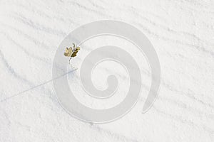 Small Branch Standing In The Snow