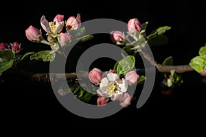 A small branch with white and pink apple blossoms in spring, against a dark background