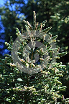 Small branches of Christmas spruce in backlight