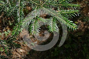 Small branches of Christmas spruce in backlight
