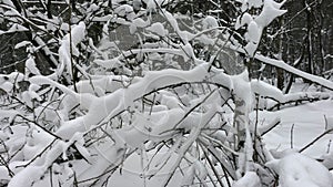 Small branches covered with snow