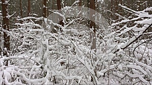 Small branches covered with snow at the winter pine forest